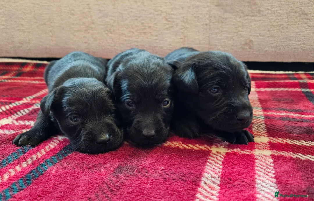 Labrador Retriever dogs for sale: 8 BEAUTIFUL KCREG LABRADORS. HEALTH TESTED PARENTS - Advert 9