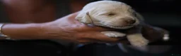 Labradoodle dogs for sale: Miniature labradoodle puppies  - Advert 12