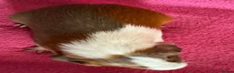 Guinea Pig rodents for sale: Guinea pig boar patch  tri colour slate,red,white  - Advert 6