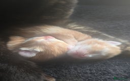 Mixed Breed cats for sale: Kittens for Sale - Image 8