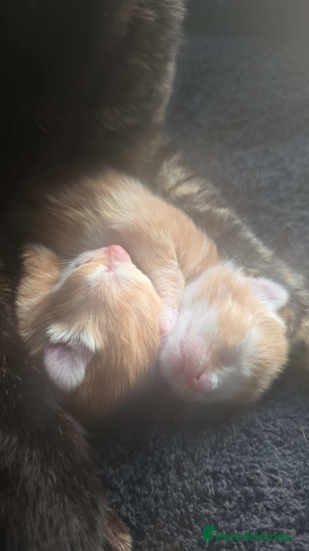 Mixed Breed cats for sale: Kittens for Sale - Image 8