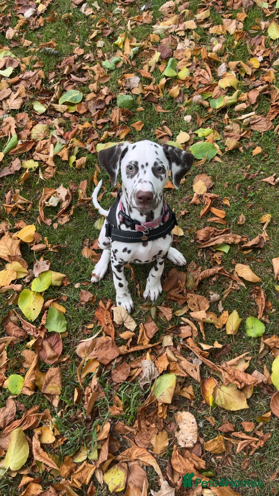 Dalmatian dogs for sale: Dalmatian - Image 1