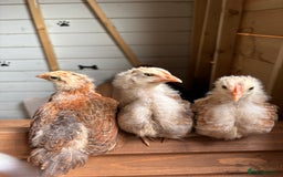 Chickens poultry for sale: Roosters and hen for rehoming  - Image 3