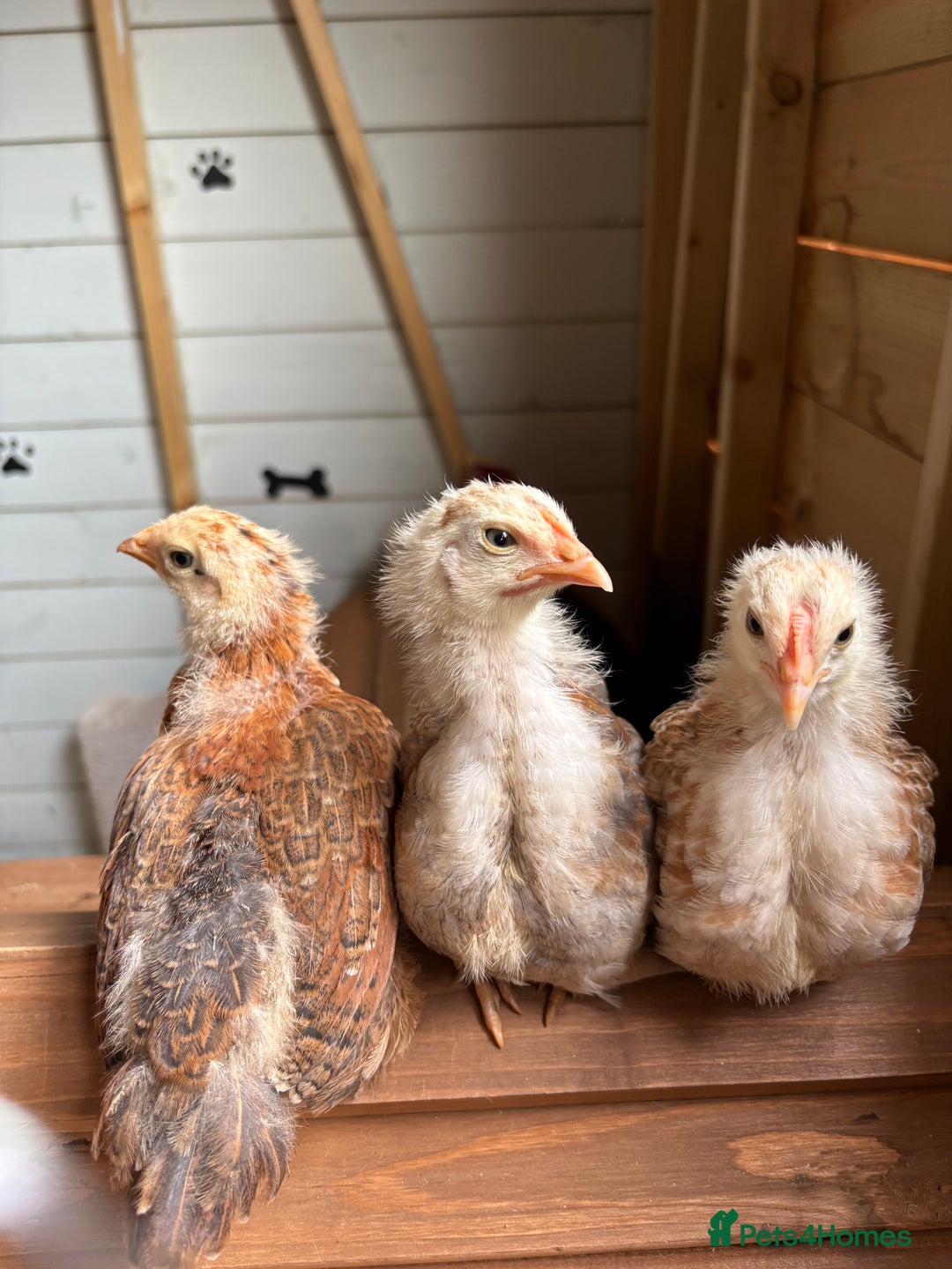 Chickens poultry for sale: Roosters and hen for rehoming  - Image 3