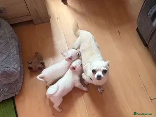 Chihuahua dogs Beautiful lively little boy - Advert 13