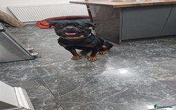 Rottweiler dogs for stud: Rottweiler Stud - Enfield - Image 4