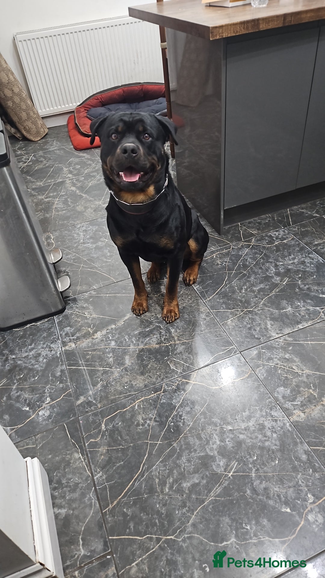 Rottweiler dogs for stud: Rottweiler Stud - Enfield - Image 4