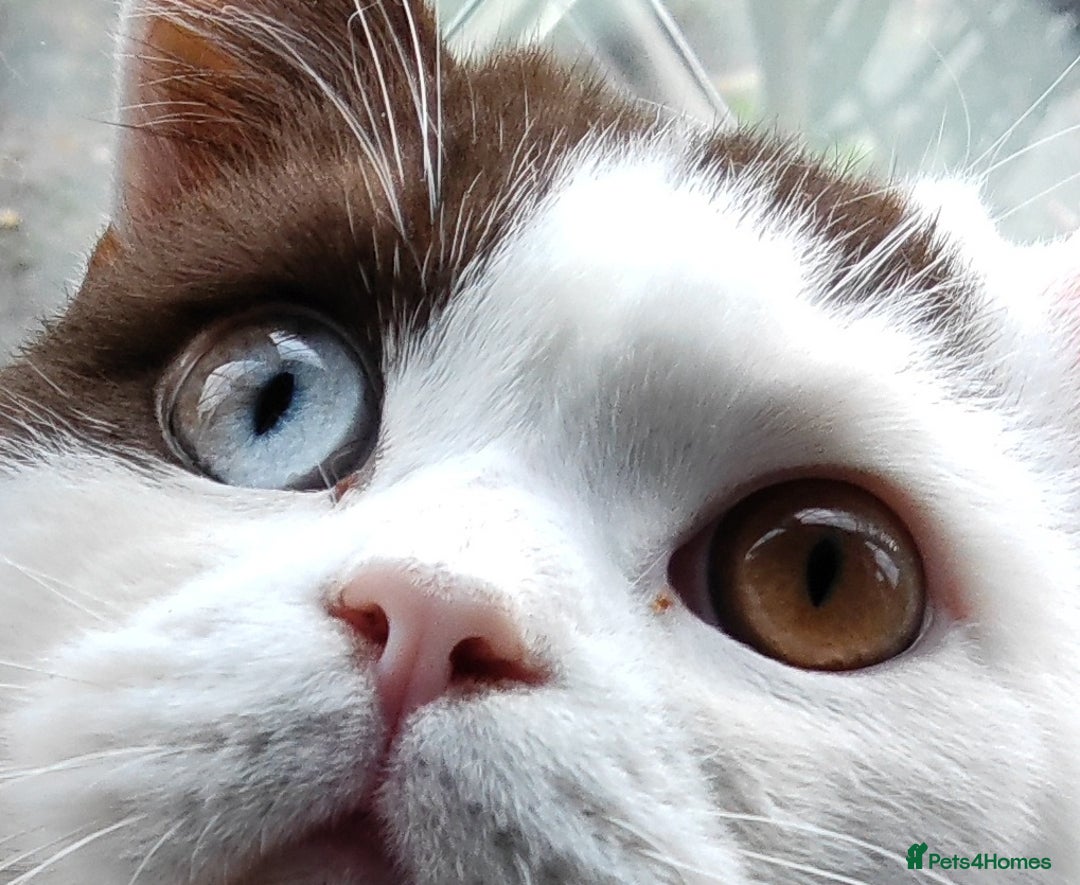 British Shorthair cats for sale:  GCCF CH lines. Beautiful BSH odd eyes boy & girl. - Advert 13