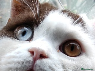 British Shorthair cats - Advert 20