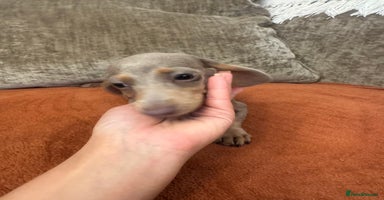 Miniature Dachshund dogs - Advert 4