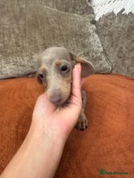 Miniature Dachshund dogs - Advert 4