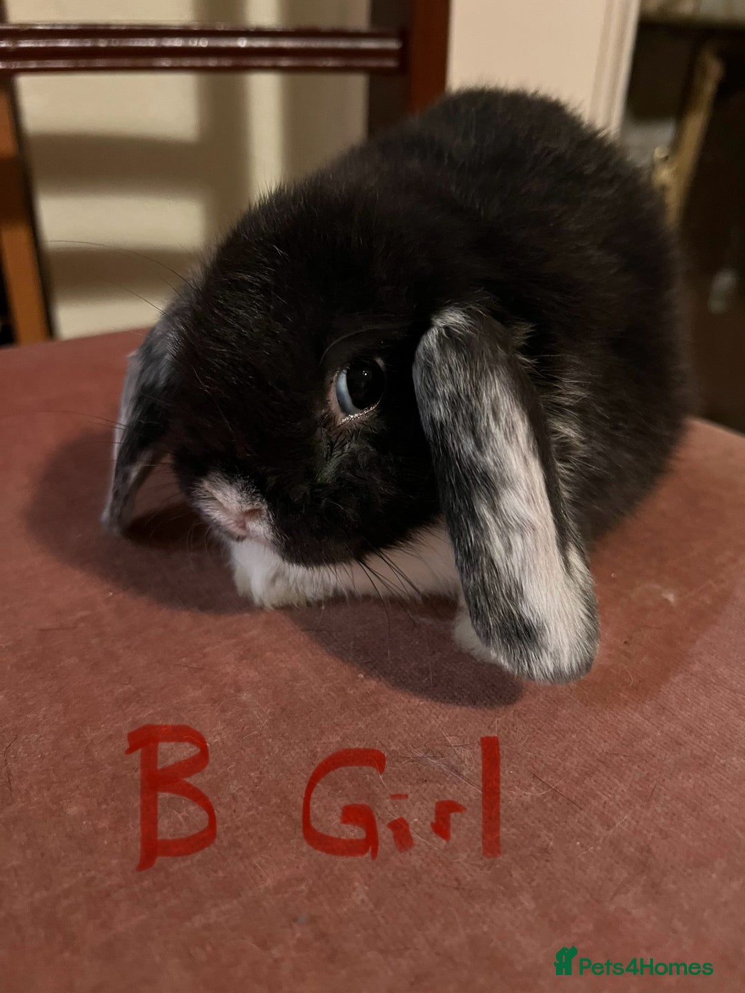 Mini Lop rabbits for sale: Fabulous Super Friendly Mini Lops - Advert 22
