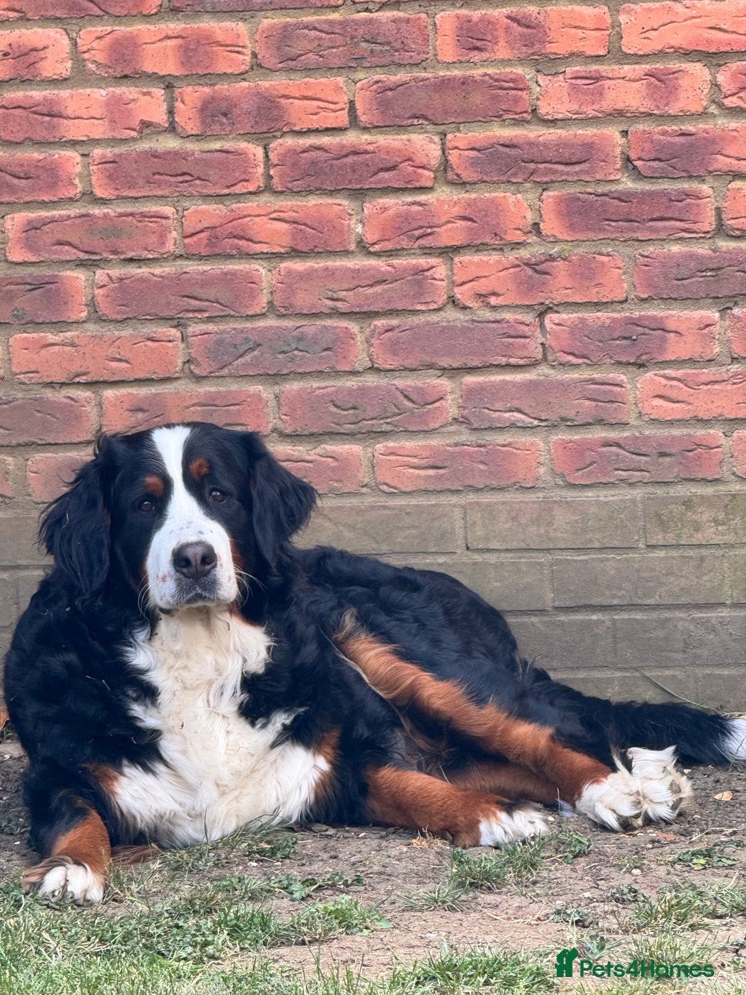 Bernese Mountain Dog dogs for sale: Stunning Pedigree Bernese Mountain Puppies - Advert 3