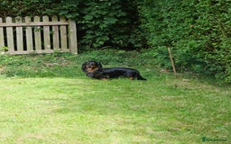 Dachshund dogs for stud: Long haired Dachshund for Stud  - Image 3