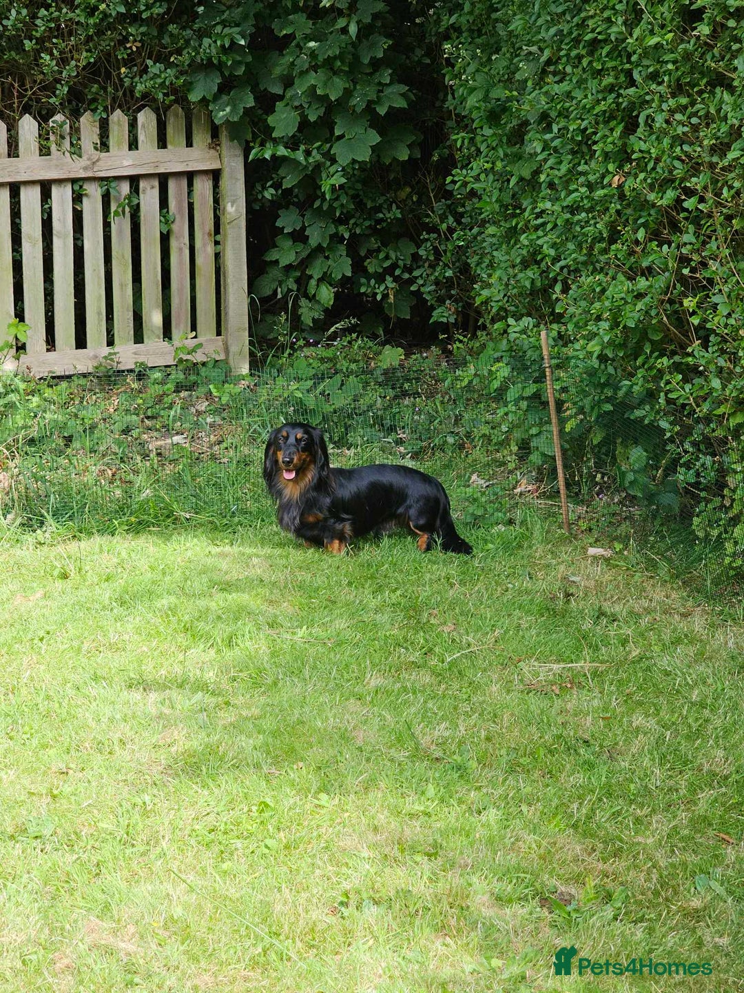 Dachshund dogs for stud: Long haired Dachshund for Stud  - Image 3