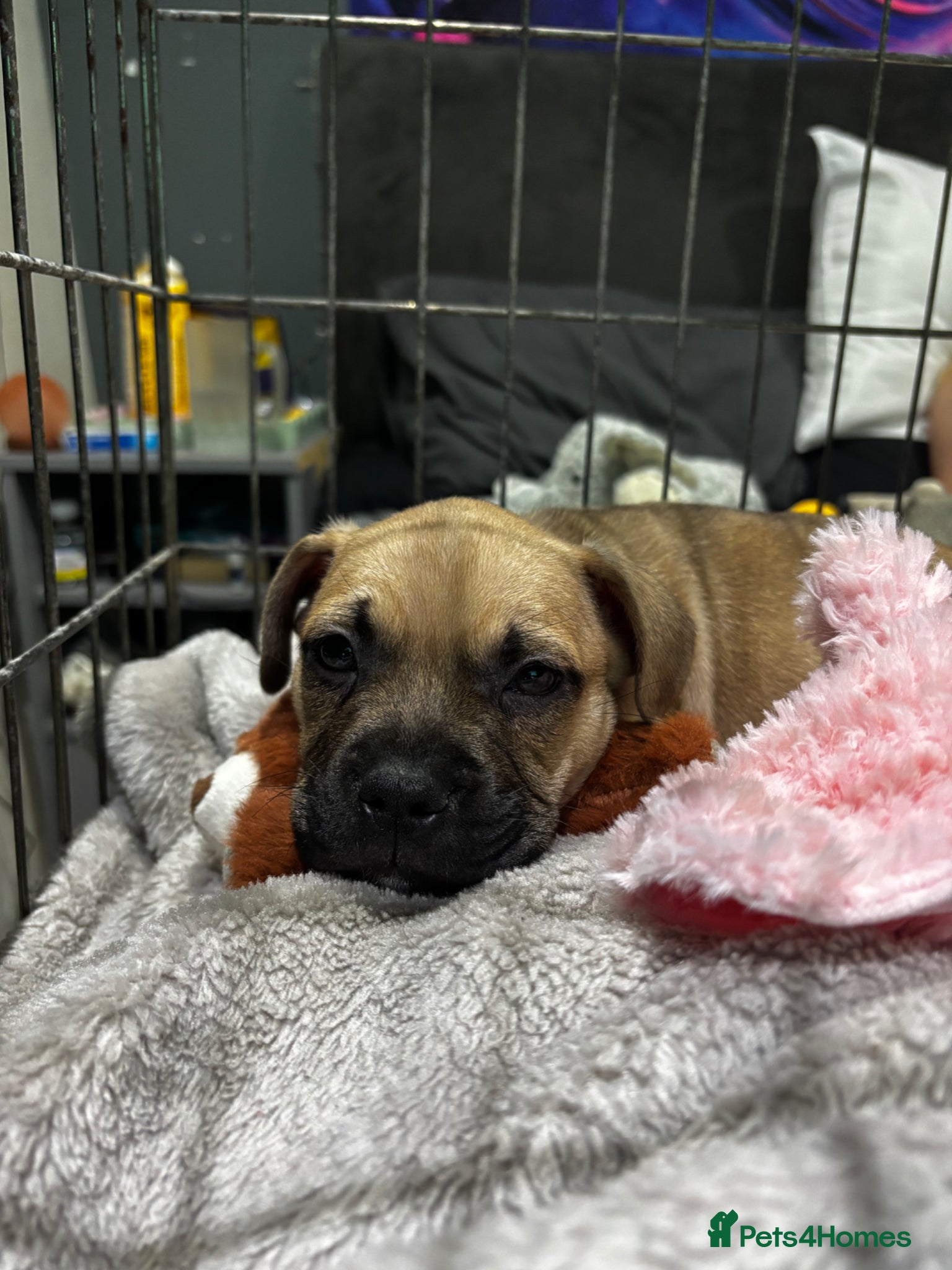 French Bulldog dogs Millie  - Advert 1