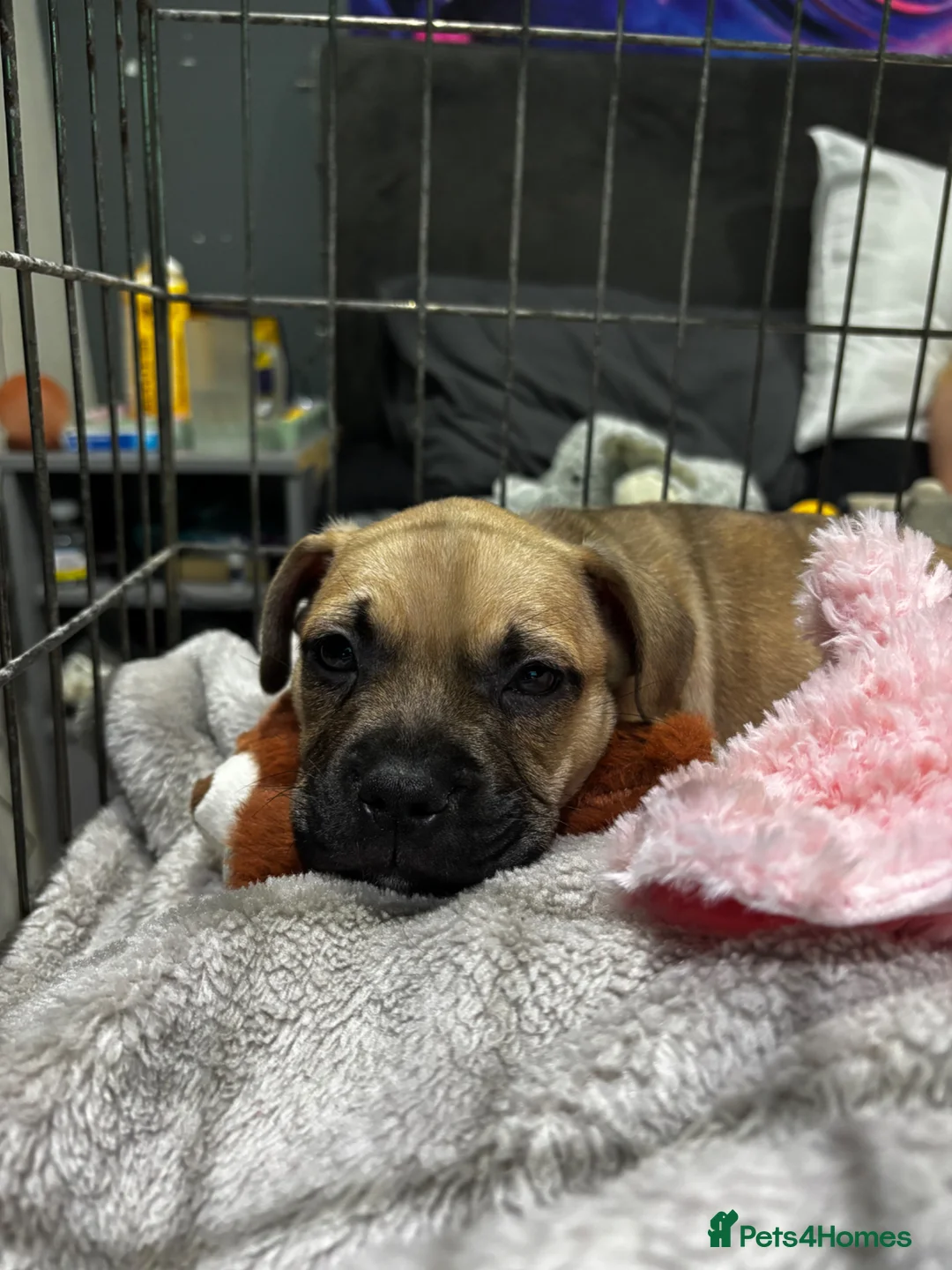 French Bulldog dogs for sale: Millie  - Advert 1