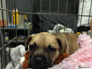 French Bulldog dogs Millie - Advert 1