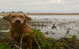 Labrador Retriever dogs for sale: Reluctant sale of KC registered Fox Red Labrador  - Image 2