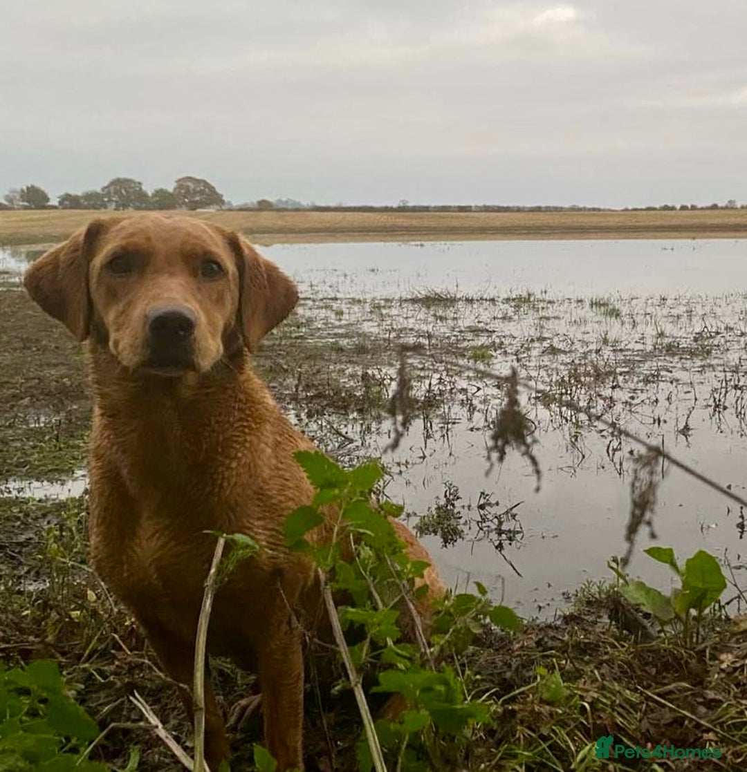 Labrador Retriever dogs for sale: Reluctant sale of KC registered Fox Red Labrador  - Image 2