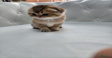 Scottish Fold cats - Advert 7