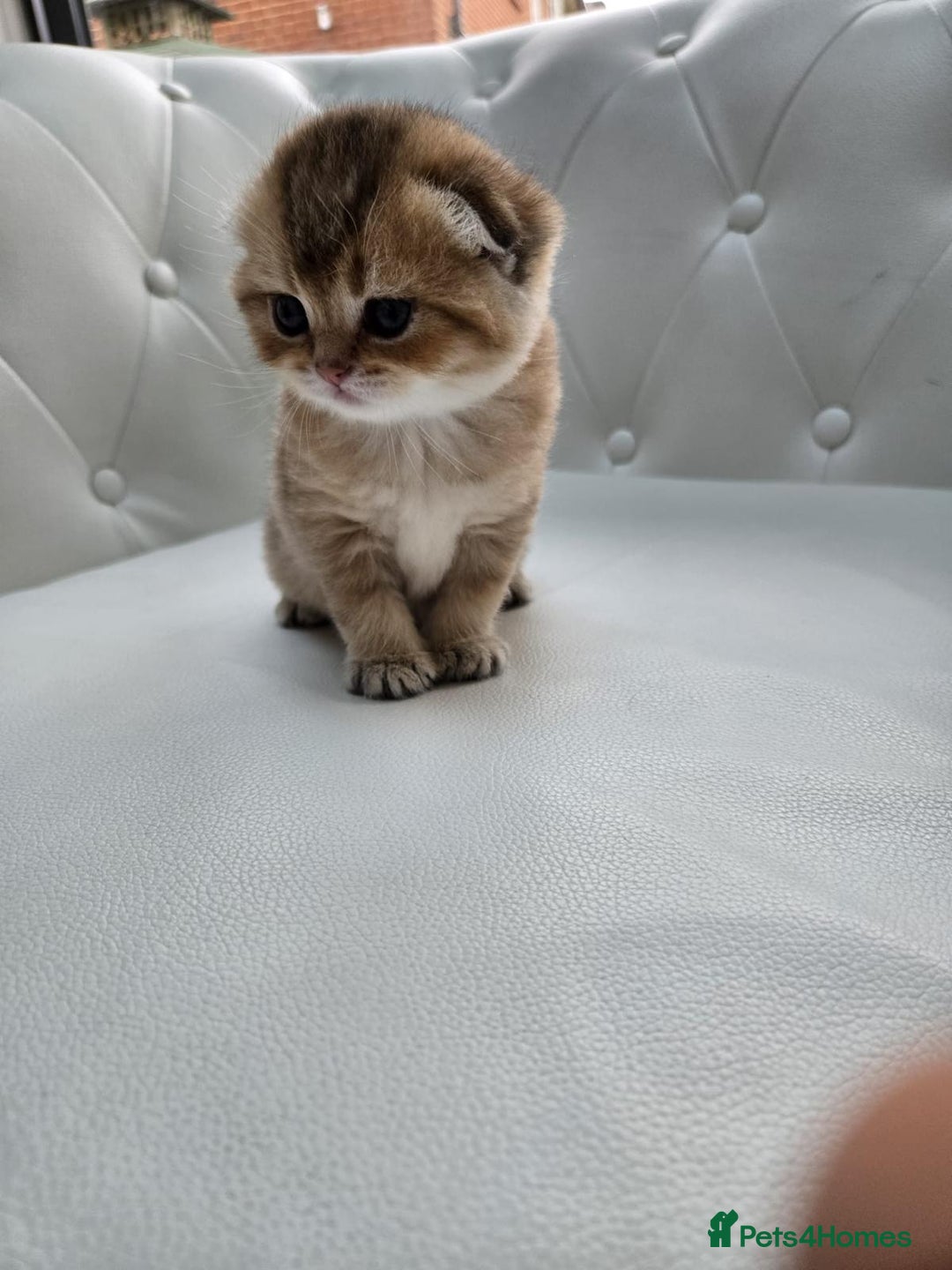 Scottish Fold cats for sale: Golden Scottish fold kittens - Image 3