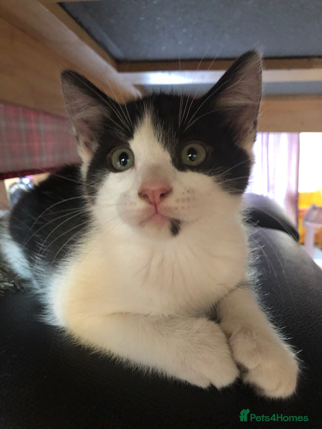 Mixed Breed cats for sale: Kittens  - Image 1