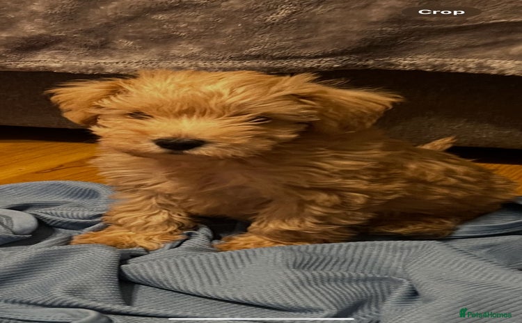 Schnoodle dogs - Advert 1