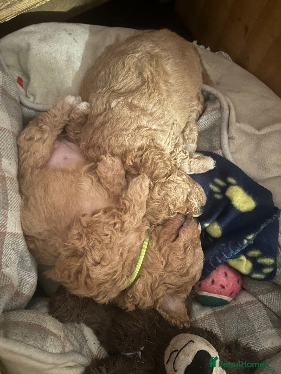 Maltipoo dogs for sale: Stunning Toy Maltipoo pups ❤️ ready on Wednesday! - Advert 11