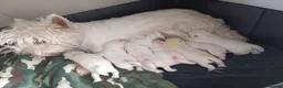 West Highland Terrier dogs for sale: RKC west highland white terrier puppies  - Advert 9