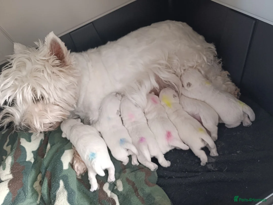 West Highland Terrier dogs for sale: RKC west highland white terrier puppies  - Advert 9