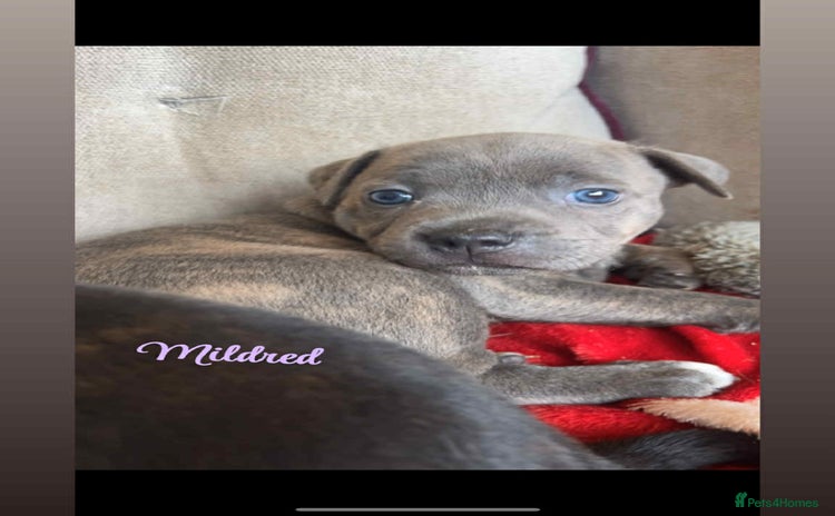 Staffordshire Bull Terrier dogs - Advert 1