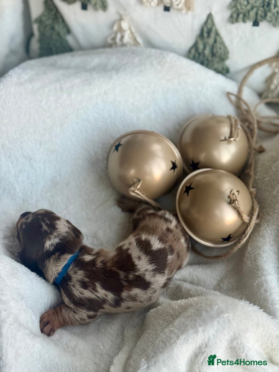 Miniature Dachshund dogs for sale: Kc reg choc tweed dapple & choc n tan  - Advert 5