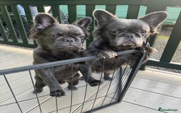 French Bulldog dogs for sale: REDUCED to £1100!!!Fluffy Frenchies in Edinburgh - Image 13
