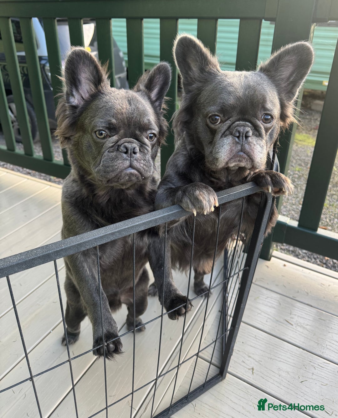 French Bulldog dogs for sale: REDUCED to £1100!!!Fluffy Frenchies in Edinburgh - Image 13