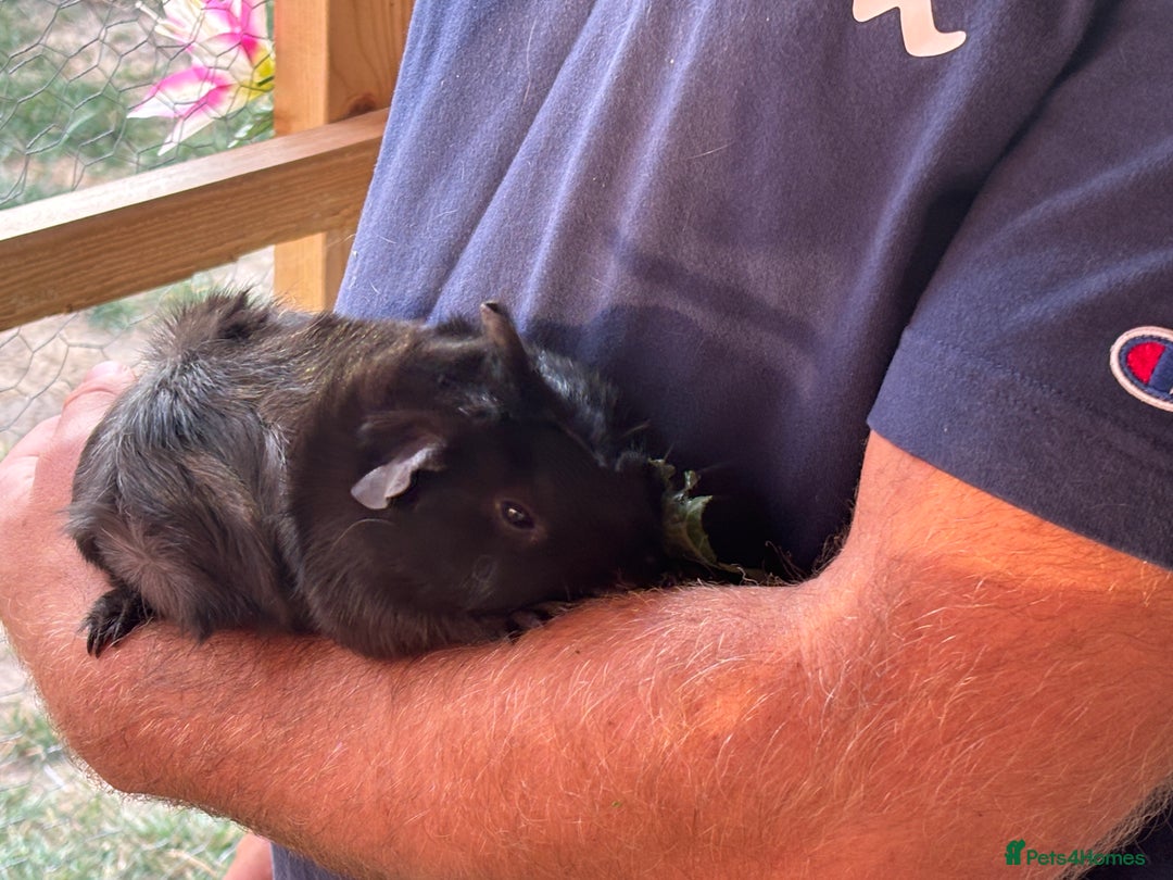 Guinea Pig rodents for sale: 2 male guinea pigs  - Image 6