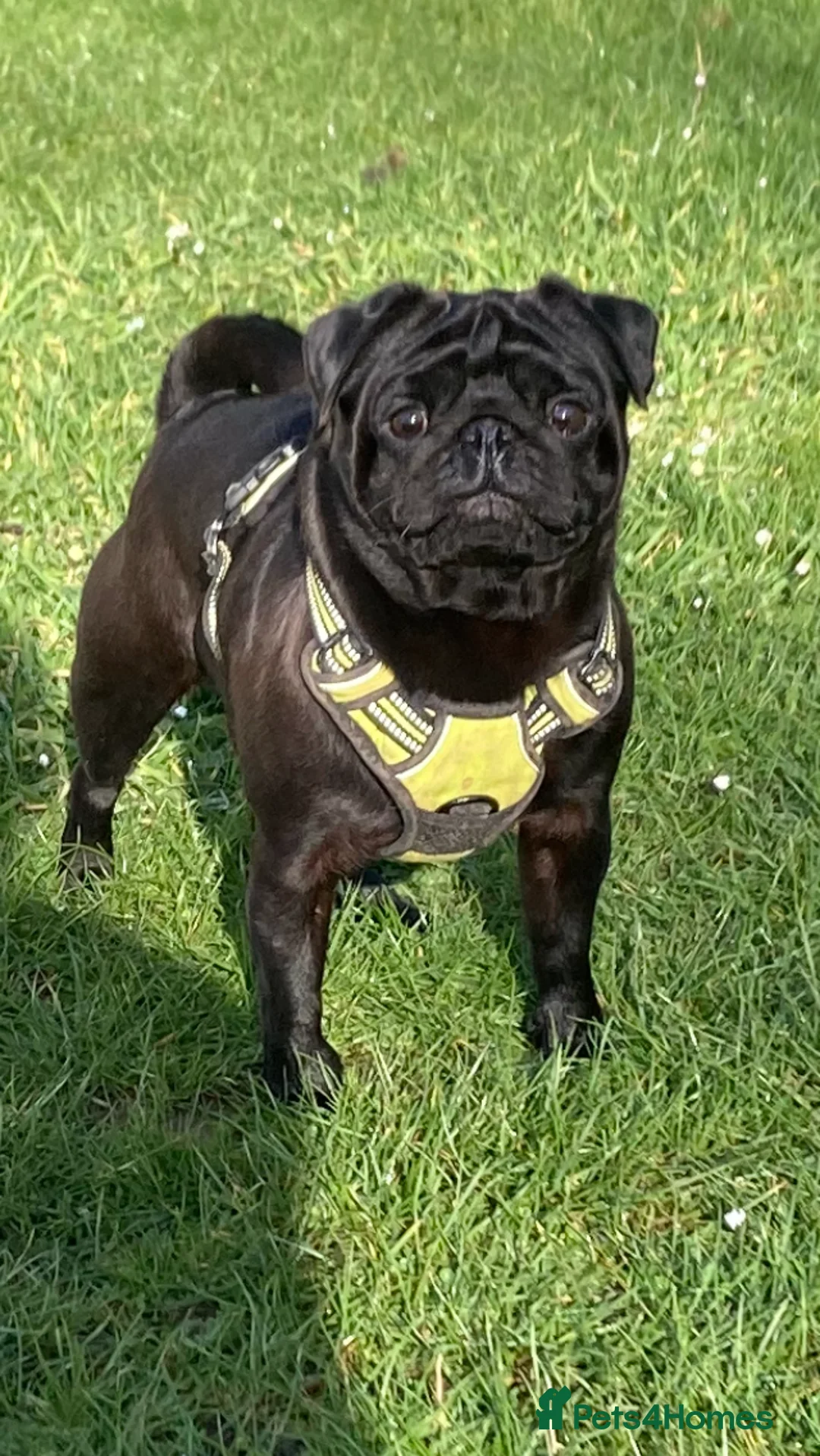 Pug dogs for stud: Health tested black pug stud  in Stevenage - Advert 2
