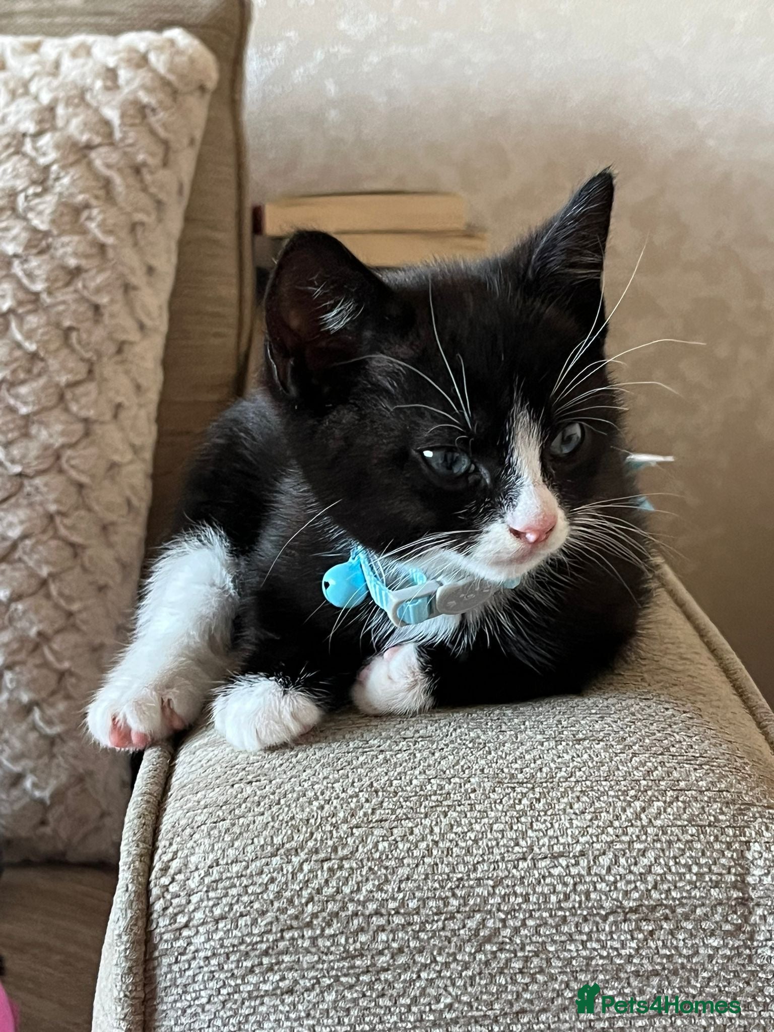 Domestic Shorthair cats 11 week old male kitten - Advert 5