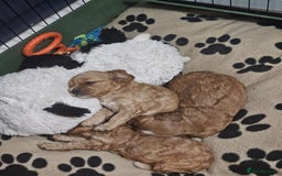Cocker Spaniel dogs for sale: Beautiful cocker spaniel puppies - Image 8