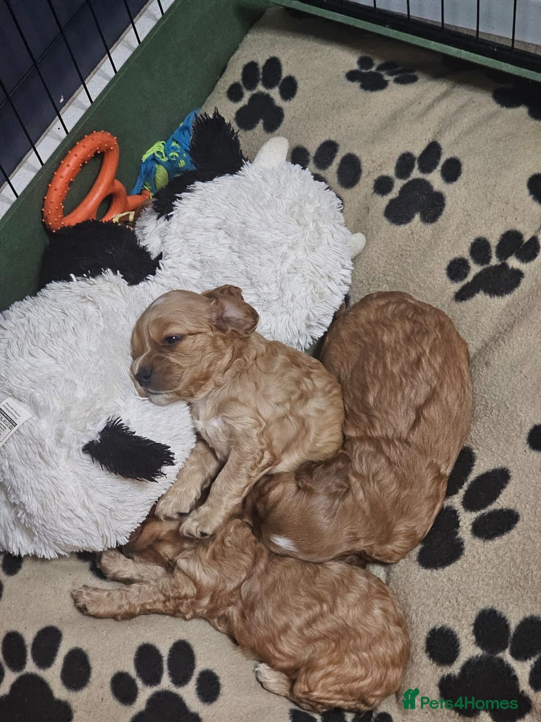 Cocker Spaniel dogs for sale: Beautiful cocker spaniel puppies - Image 8