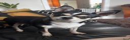 Chihuahua dogs for sale: Chihuahua girl 6 years  - Advert 1