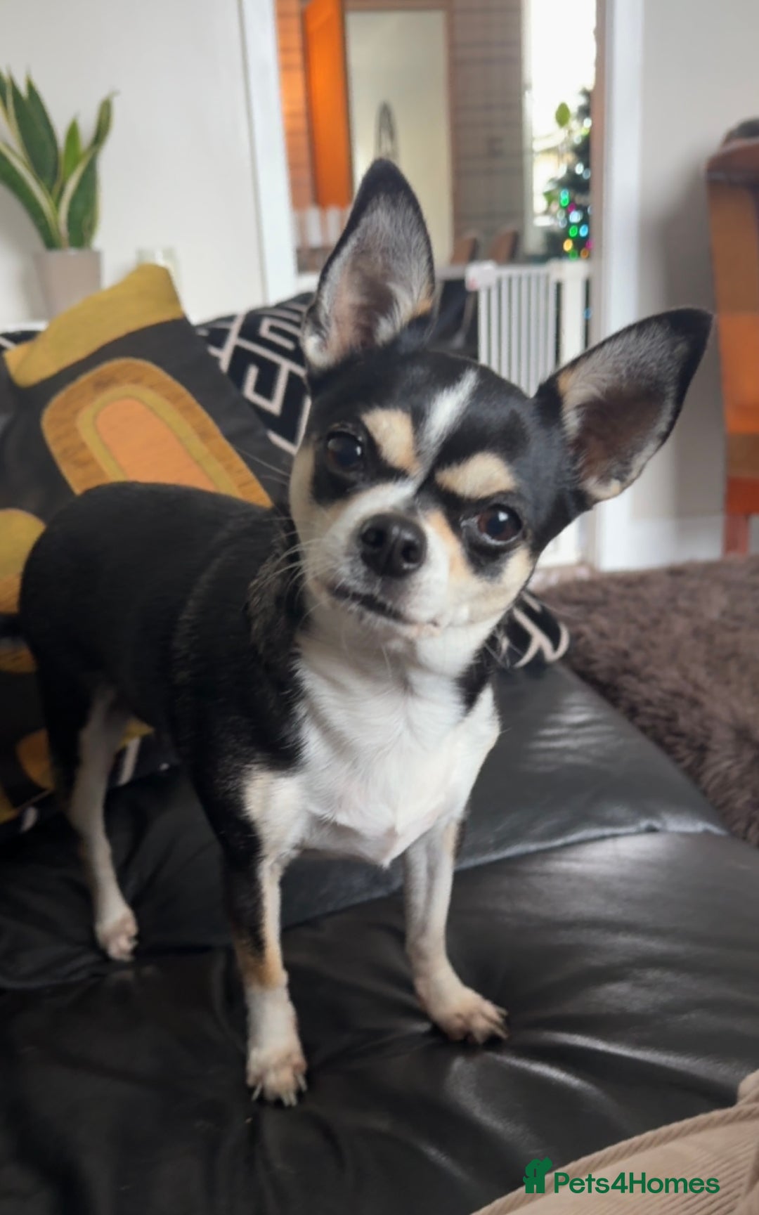 Chihuahua dogs for sale: Chihuahua girl 6 years  - Advert 1