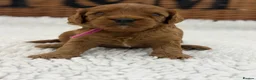 Cavapoo dogs for sale: F1 Health Tested Toy Cavapoos - Advert 11