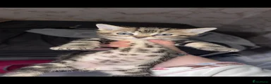 Domestic Shorthair 2🩵