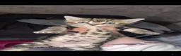 Domestic Shorthair cats for sale: 🤍TABBY KITTENS FOR SALE!! in Newton Aycliffe - Advert 5