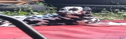 Dalmatian dogs for sale: Dalmatian needs a good home - Advert 2