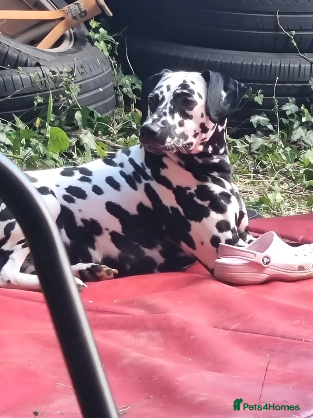 Dalmatian dogs for sale: Dalmatian needs a good home - Advert 2
