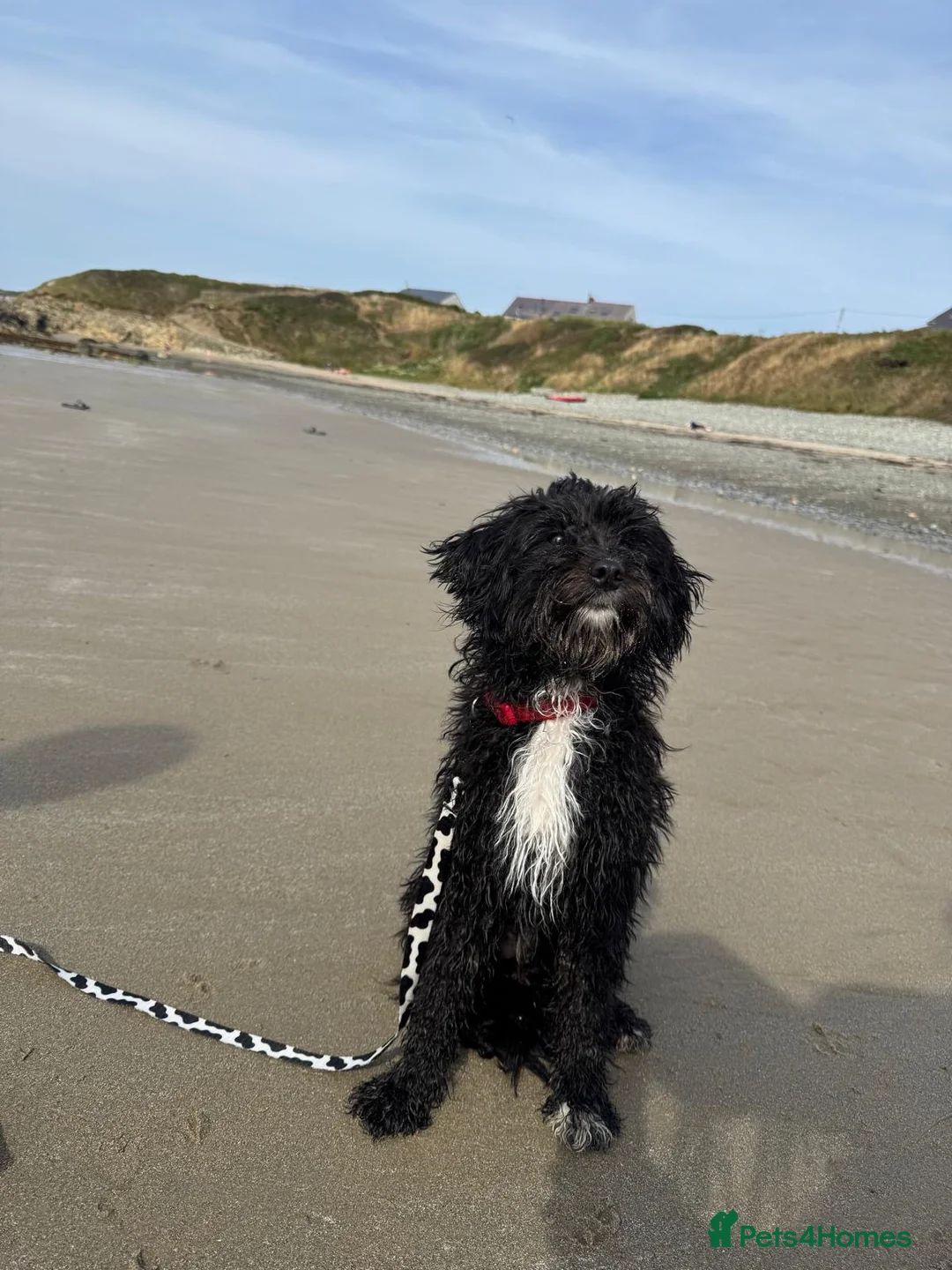 Bordoodle dogs for sale: Quality Miniature F1b Bordoodles  - Advert 2