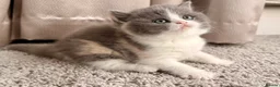 British Shorthair cats for sale: British Shorthair & Longhair Kittens GCCF Reg - Advert 17