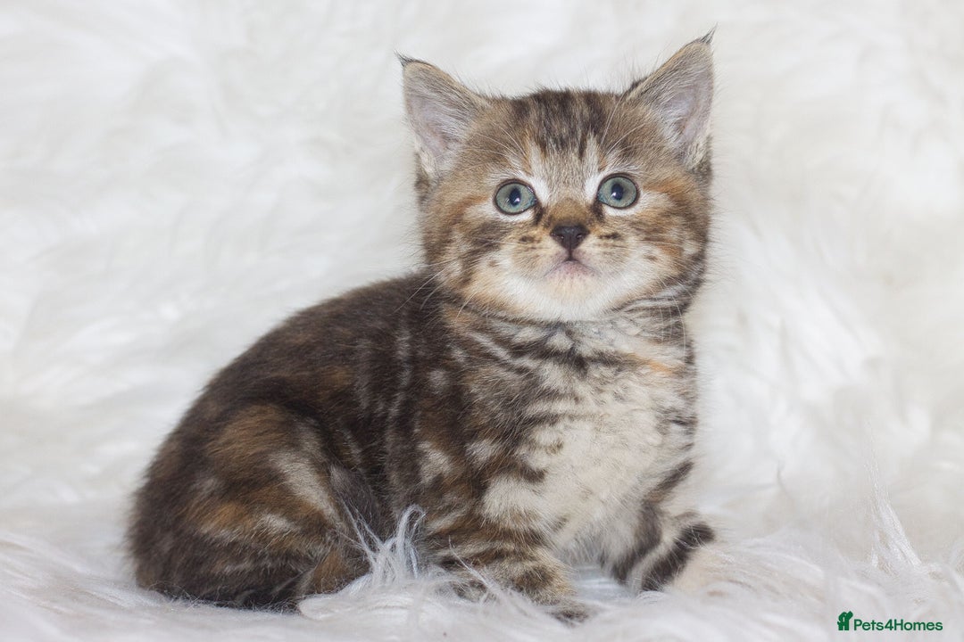 Mixed Breed cats for sale: Happy Healthy Playful Kittens - Image 11